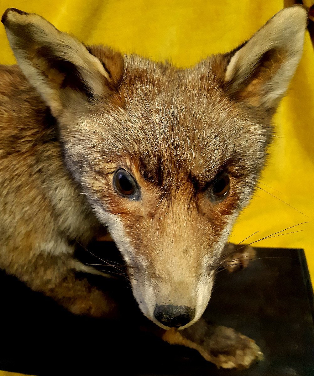 Renard Taxidermie Cabinet de Curiosité Science Collection Déco-photo-4