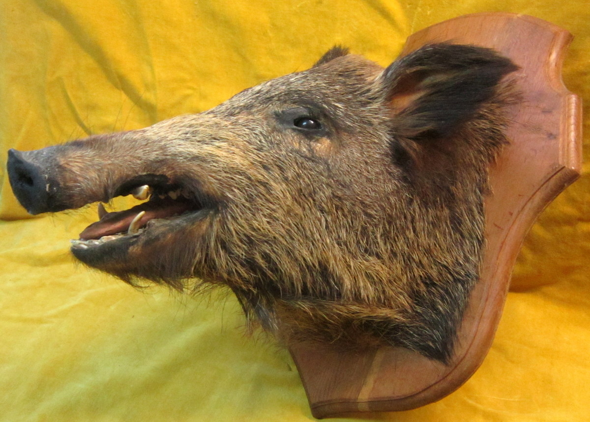Taxidermy -notary Curiosity-trophy-science Collection-photo-2