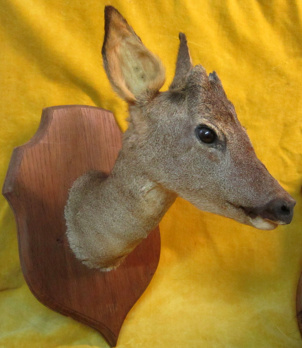 Taxidermy -notary Curiosity-trophy-science Collection-photo-3