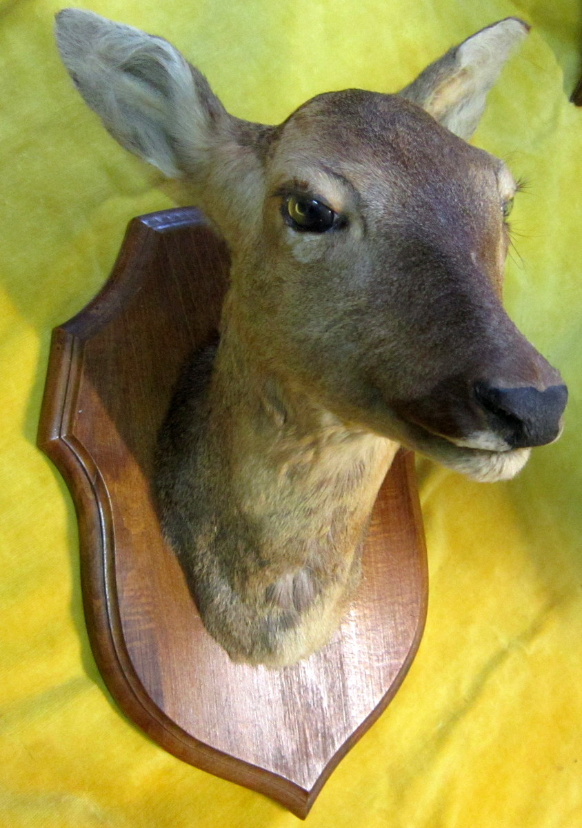 Taxidermy -notary Curiosity-trophy-science Collection-photo-4