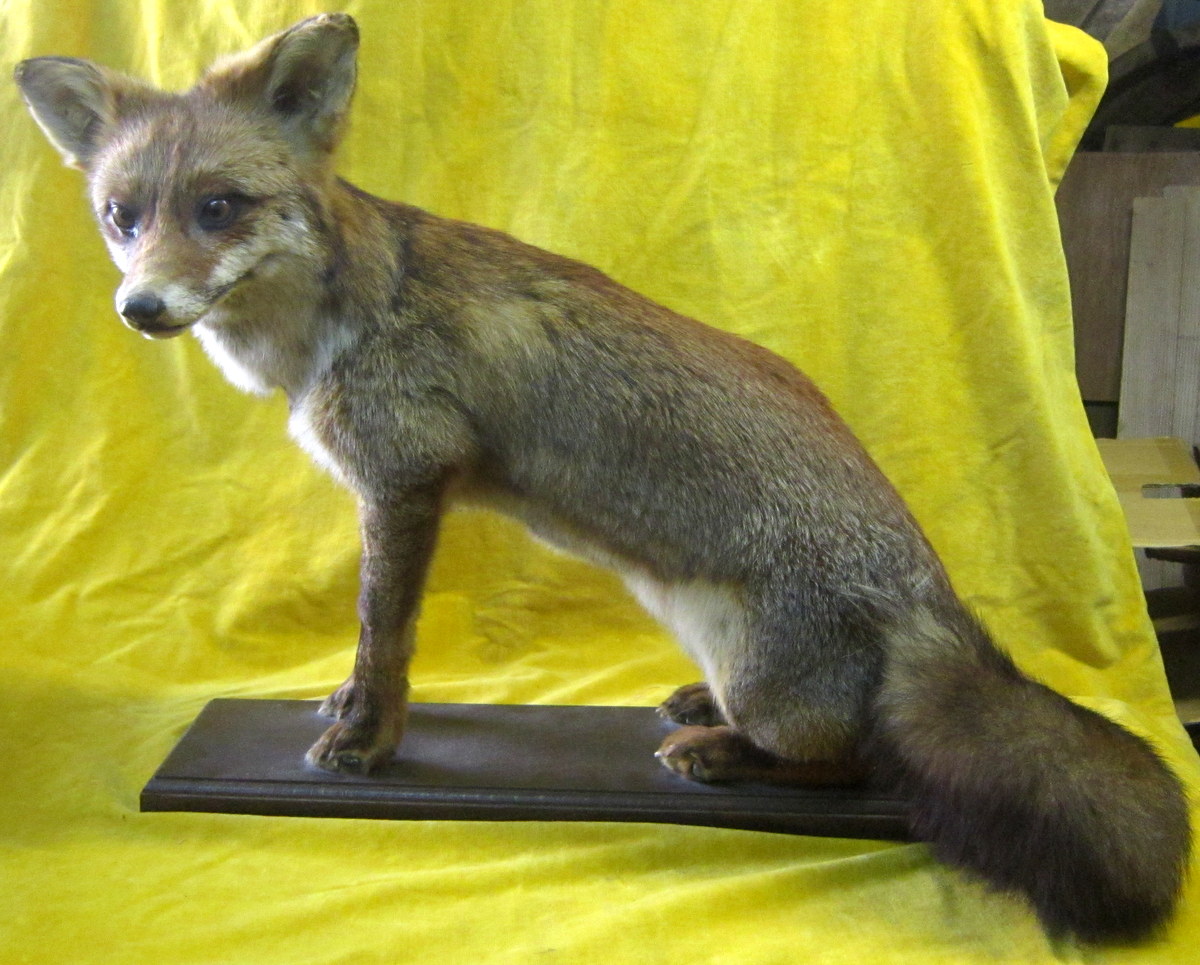 Taxidermy -notary Curiosity-trophy-science Collection-photo-4