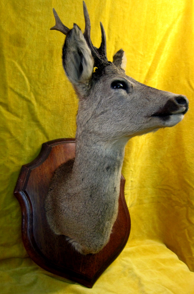 Taxidermy -notary Curiosity-trophy-science Collection-photo-6
