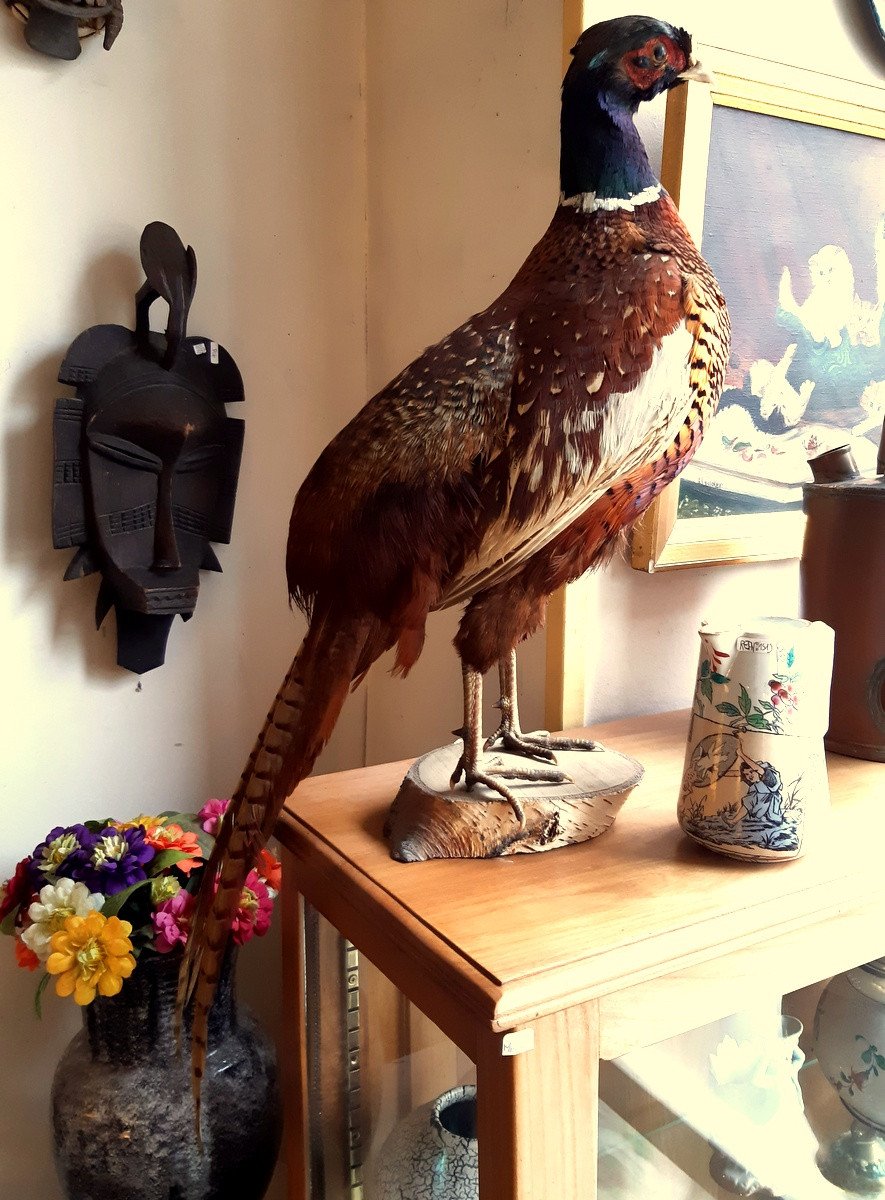 Taxidermy -notary Curiosity-trophy-science Collection-photo-7