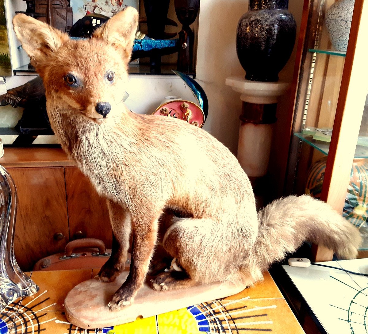 Taxidermy -notary Curiosity-trophy-science Collection-photo-5