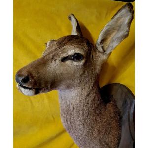 Grande Biche Taxidermie Année 60 Pour Cabinet De Curiosité Histoire Naturelle, Déco