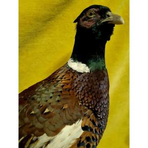 Pheasant Coq De Bruyere Taxidermy Cabinet Of Curiosity Science Collection Decoration