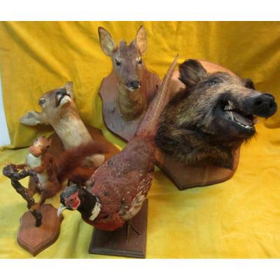 Taxidermy -notary Curiosity-trophy-science Collection