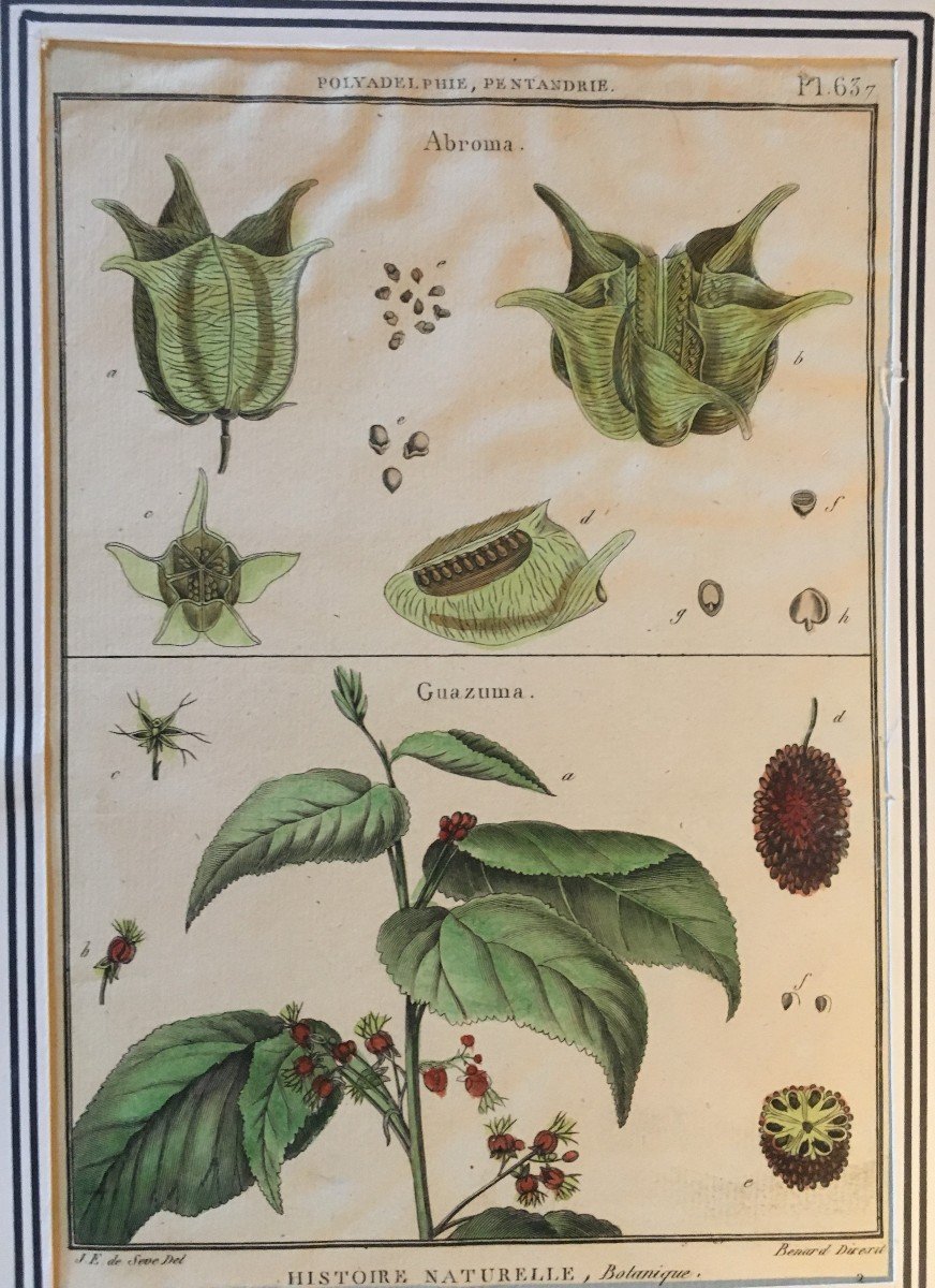 Series Of 6 Botanical Plates - Eighteenth Century Engravings.-photo-2