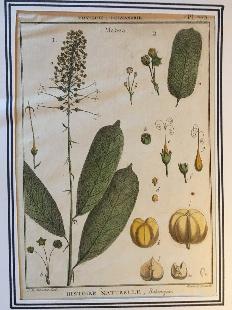 Series Of 6 Botanical Plates - Eighteenth Century Engravings.-photo-1