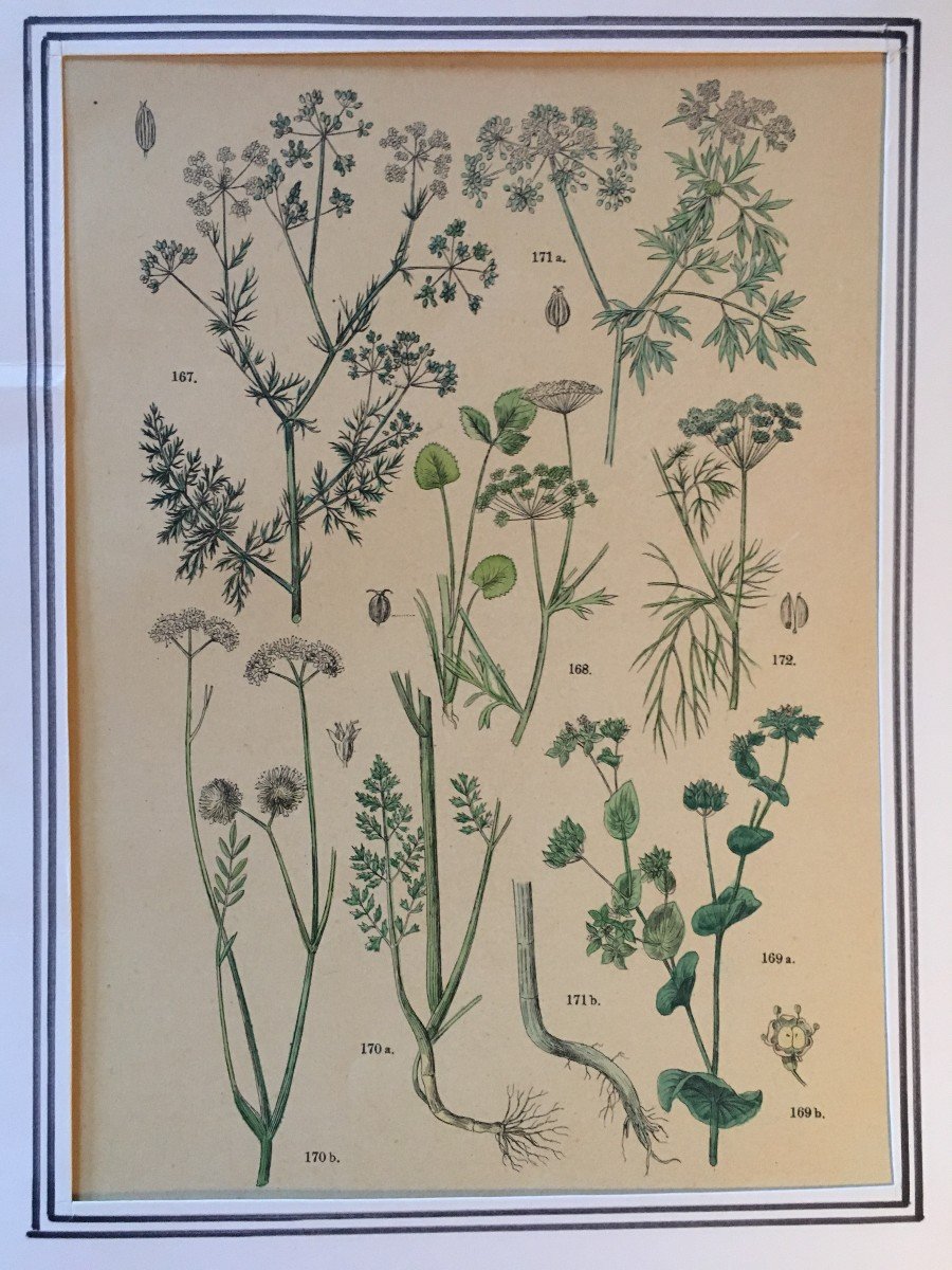 Series Of 6 Botanical Plates - Eighteenth Century Engravings.-photo-2