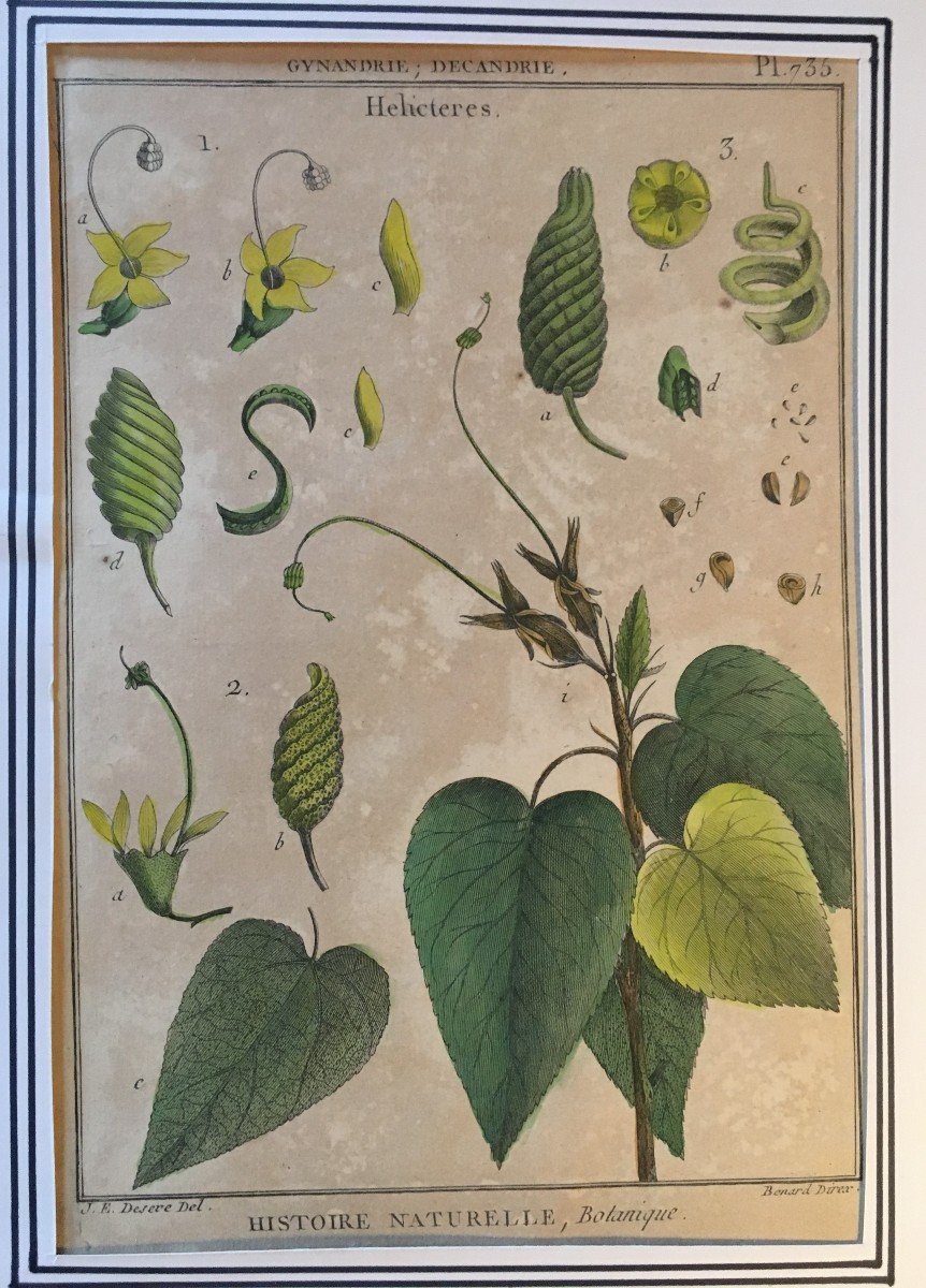 Series Of 6 Botanical Plates - Eighteenth Century Engravings.