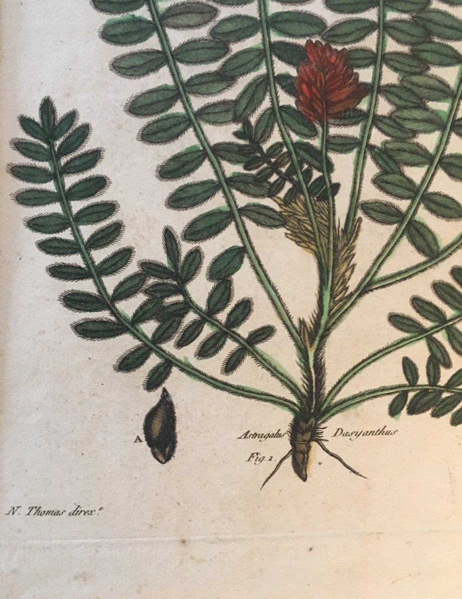 Gravure de plante "Astragalus dasyanthus" par N. Thomas Direx . XVIII iéme siécle.-photo-2
