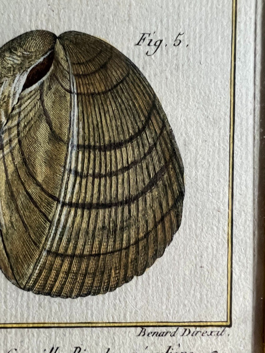 Enhanced Shell Engraving By Henri-joseph Redouté Executed By B. Direxit 18th Century.-photo-1