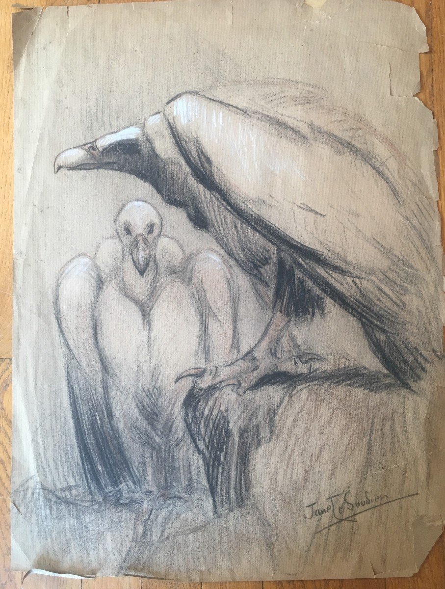 Charcoal And Pastel Drawing Of Two Raptors By Jane Le Sourdier