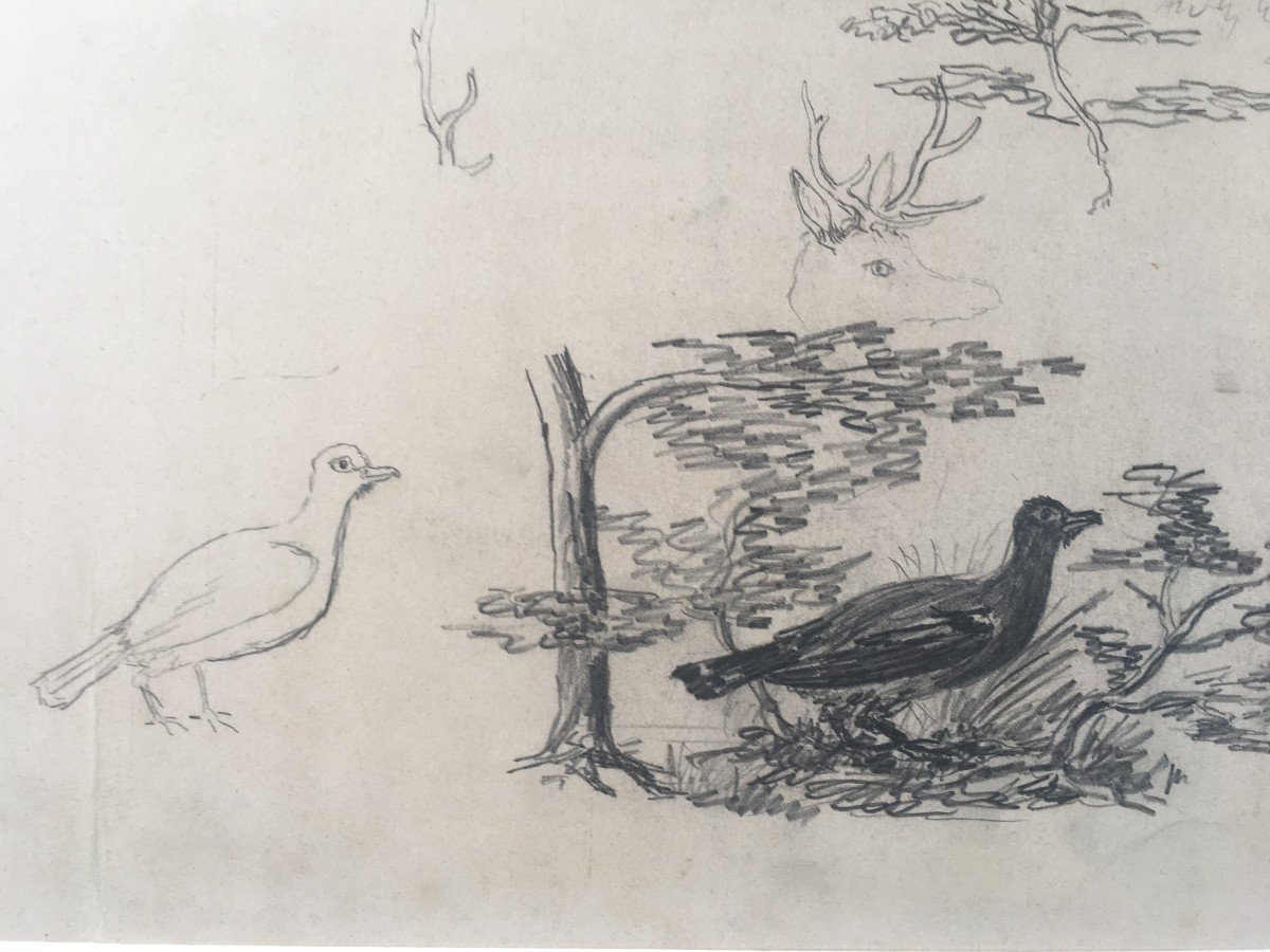 Dessin Exécuté Par Le  Duc Philippe d'Orléans  étude d'Oiseau Et Divers .-photo-4