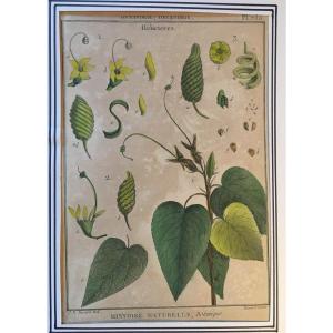 Series Of 6 Botanical Plates - Eighteenth Century Engravings.