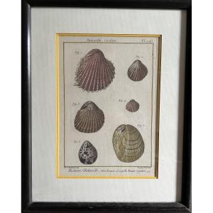 Enhanced Shell Engraving By Henri-joseph Redouté Executed By B. Direxit 18th Century.