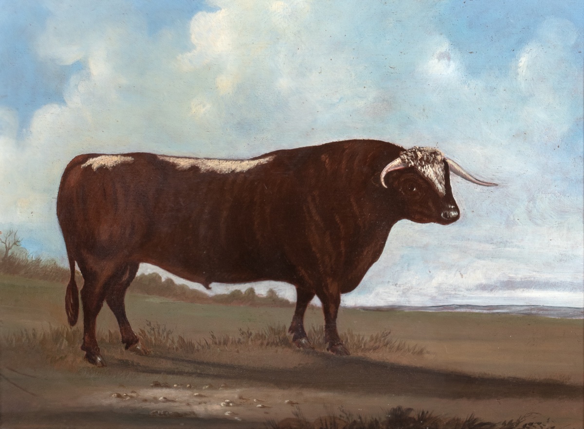 Portrait Of A Prize Staffordshire Longhorn Bull, Early 19th Century William Henry Davis -photo-2