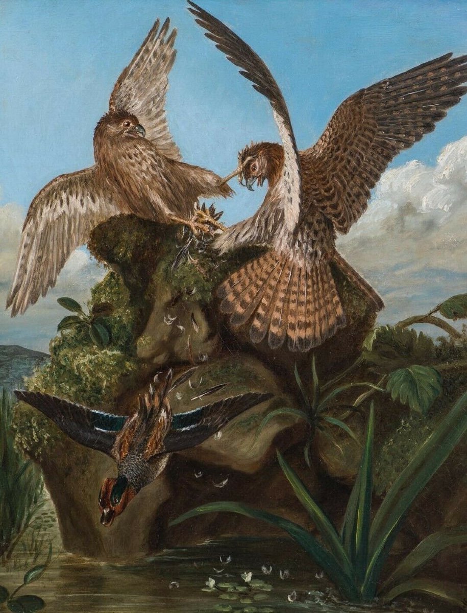 Falcon Battles, Nineteenth Century Circle Of John James Audubon (1785-1851)