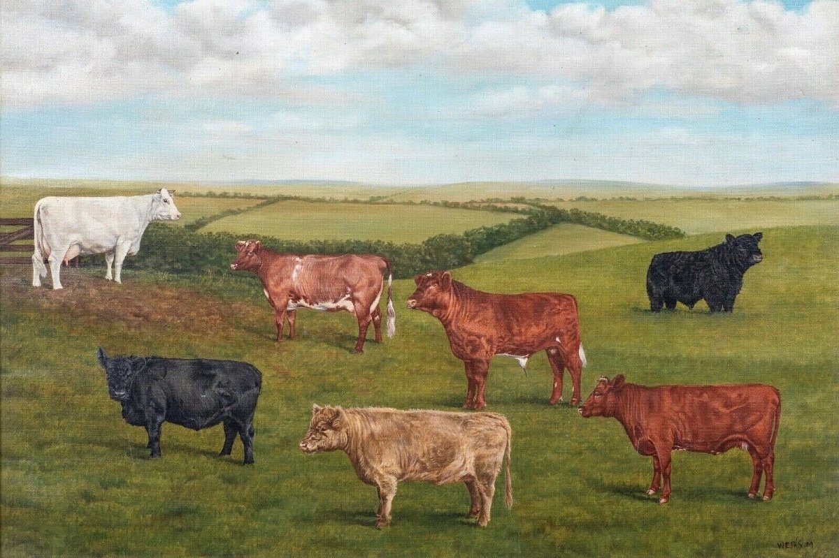 Shorthorn & Galloway Cattle Award, 20th Century By Micheal Weirs-photo-2
