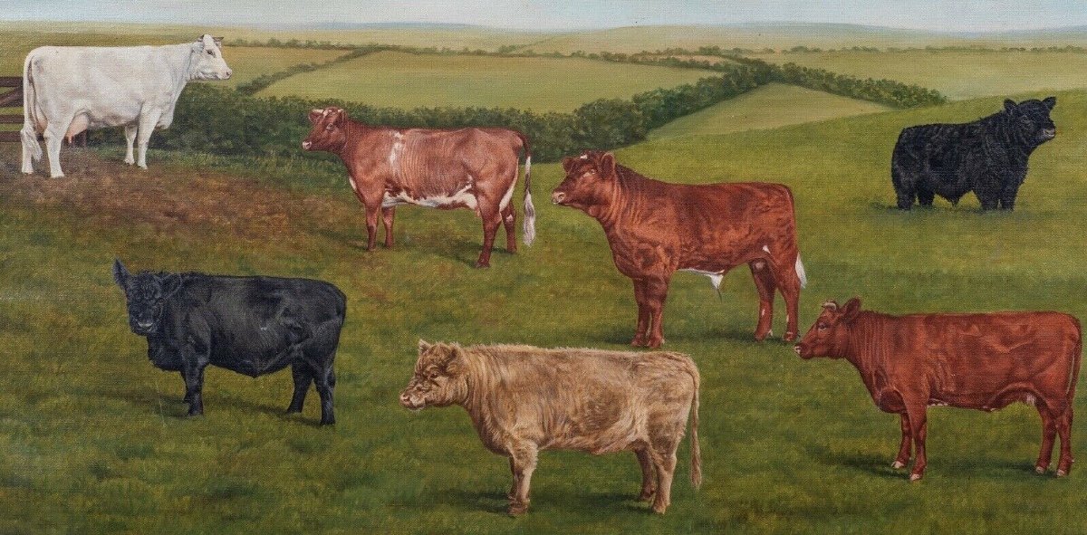 Shorthorn & Galloway Cattle Award, 20th Century By Micheal Weirs-photo-4