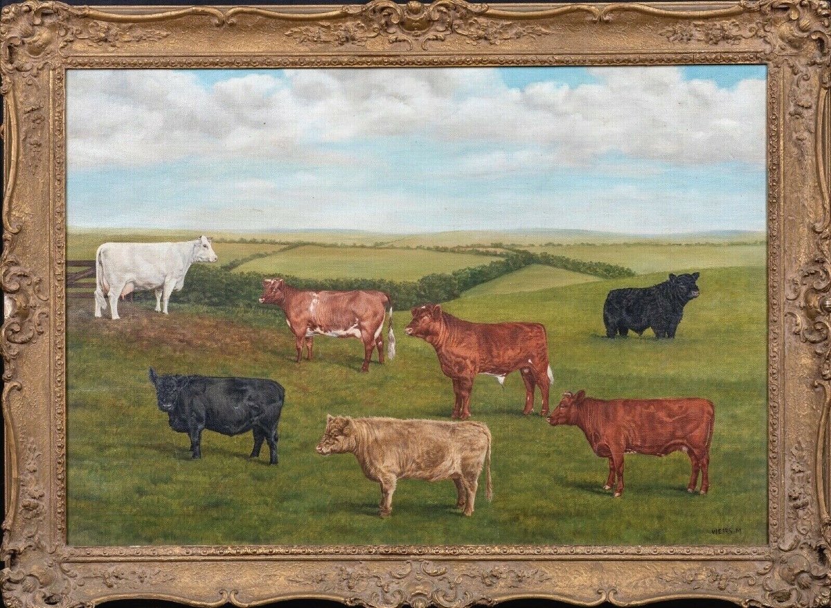 Shorthorn & Galloway Cattle Award, 20th Century By Micheal Weirs