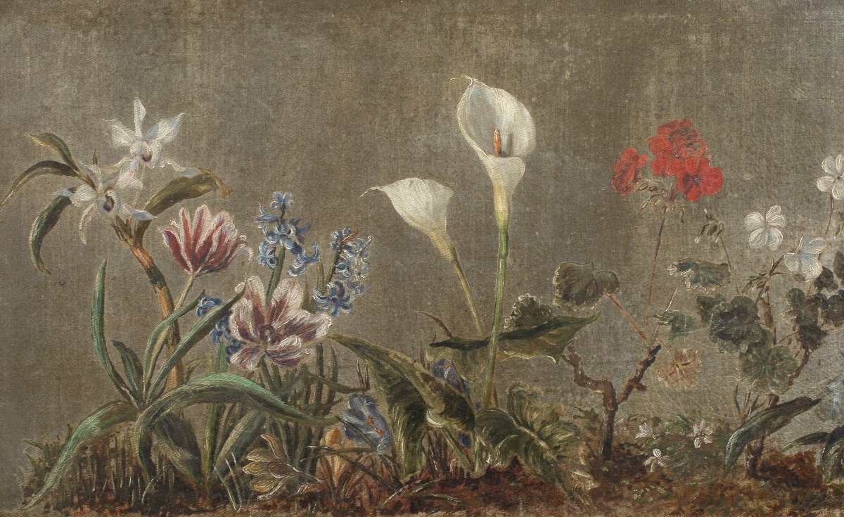 Study Of Orchids, Tulips, Hyacinths, Crocuses, Peace Lily And Geraniums, 18th / 19th Century