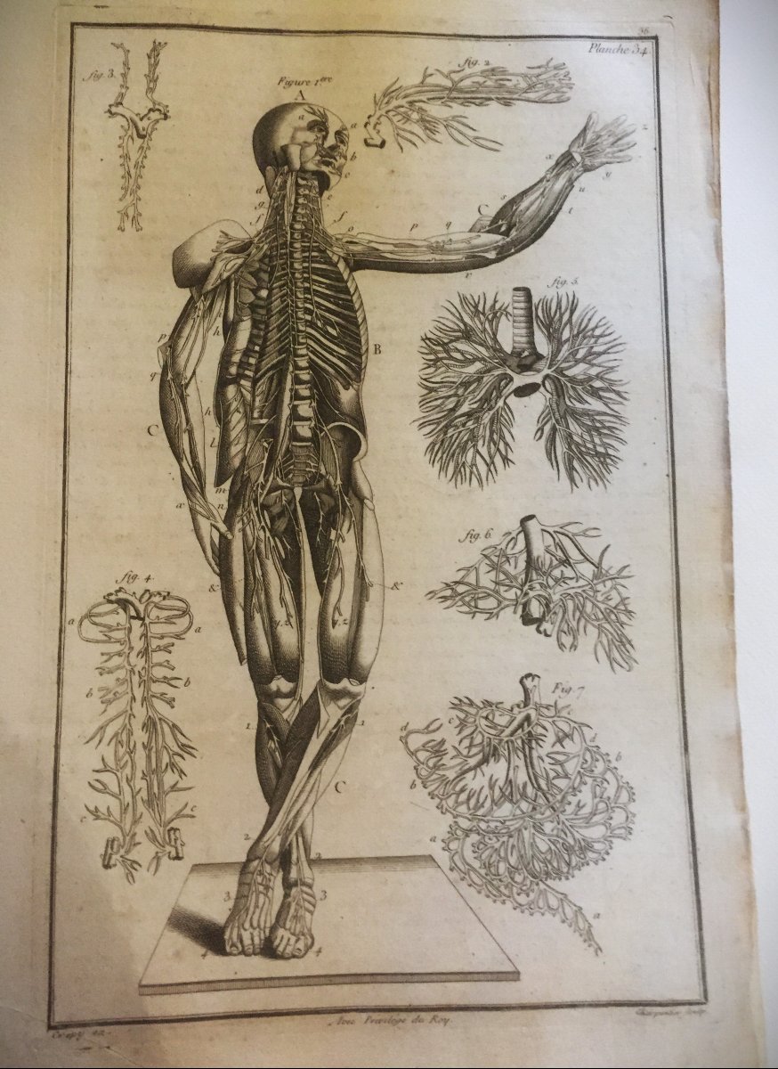1784, Recueil (25+23) gravures anatomie CREPY & CHARPENTIER-photo-6