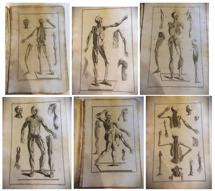 1784, Recueil (25+23) gravures anatomie CREPY & CHARPENTIER-photo-8