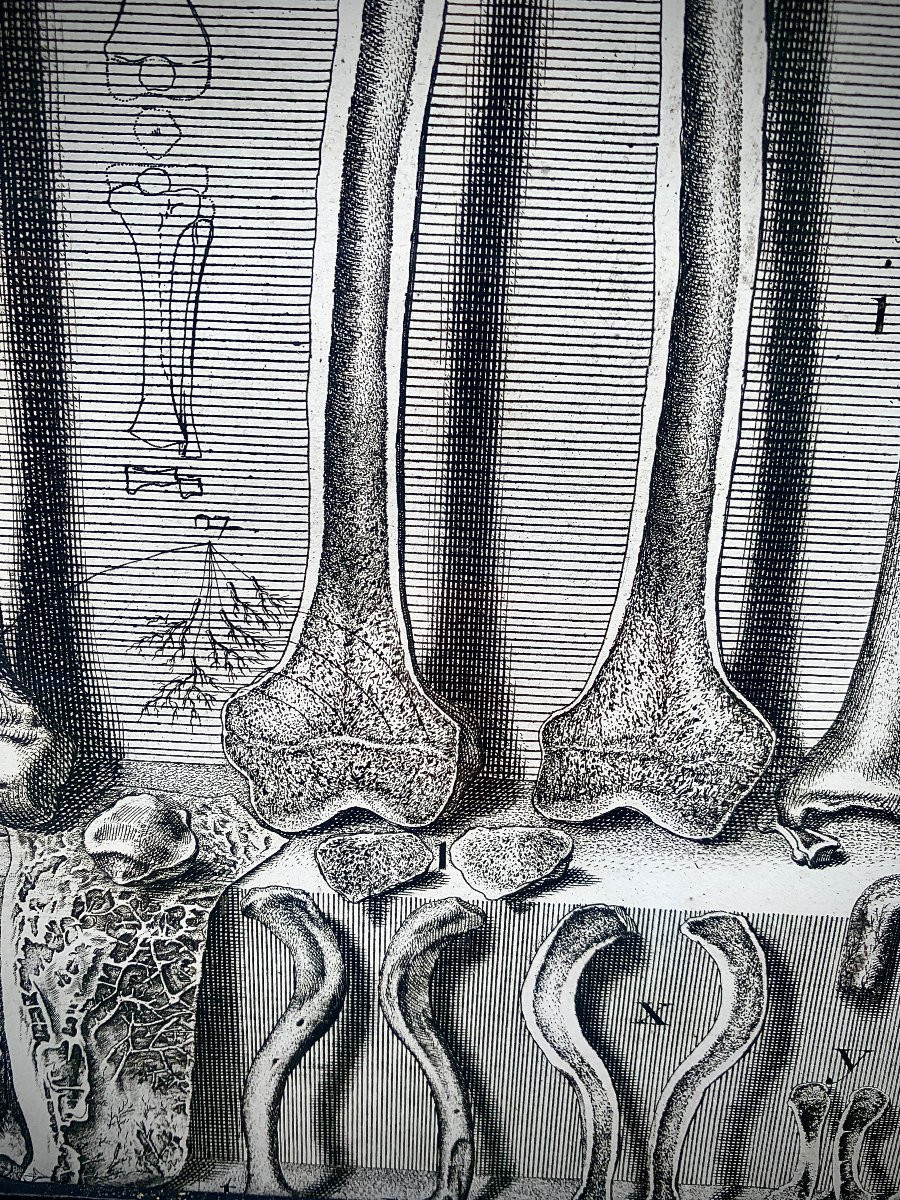 XVIIe s, gde & rare gravure anatomie Crisostomo MARTINEZ, cadre pierres dures-photo-3