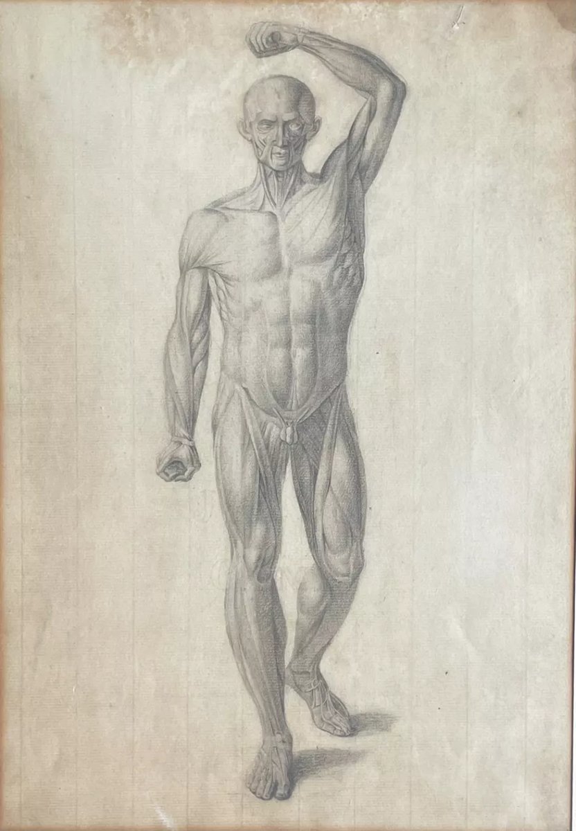 18th Cty, Cabinet Of Curiosities/medicine Drawing In Graphite Flayed Man-photo-6
