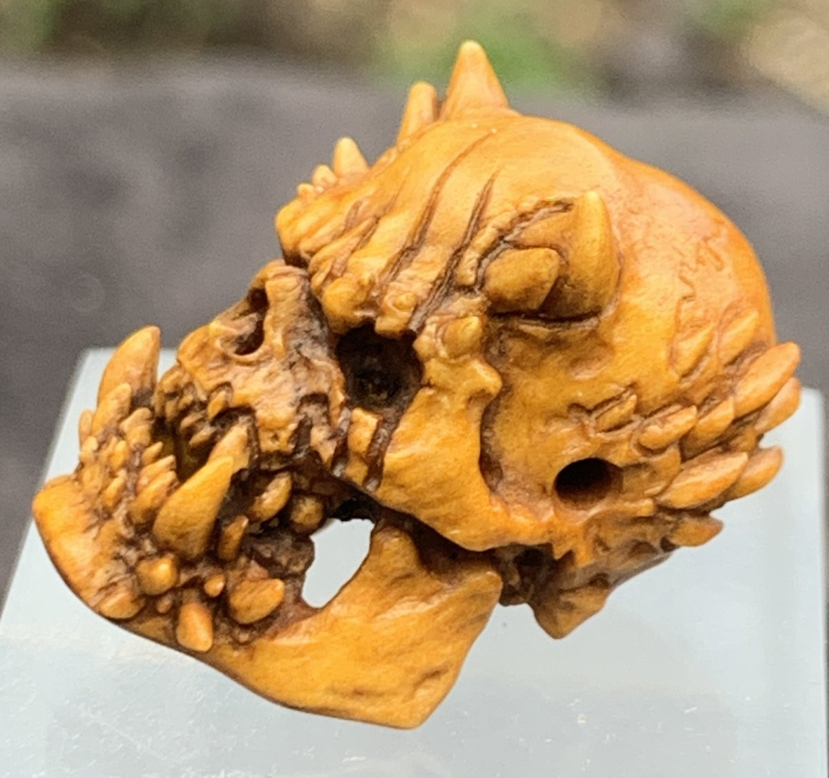Cabinet de curiosités: memento mori/crâne de démon, bois de cerf sculpté -photo-5
