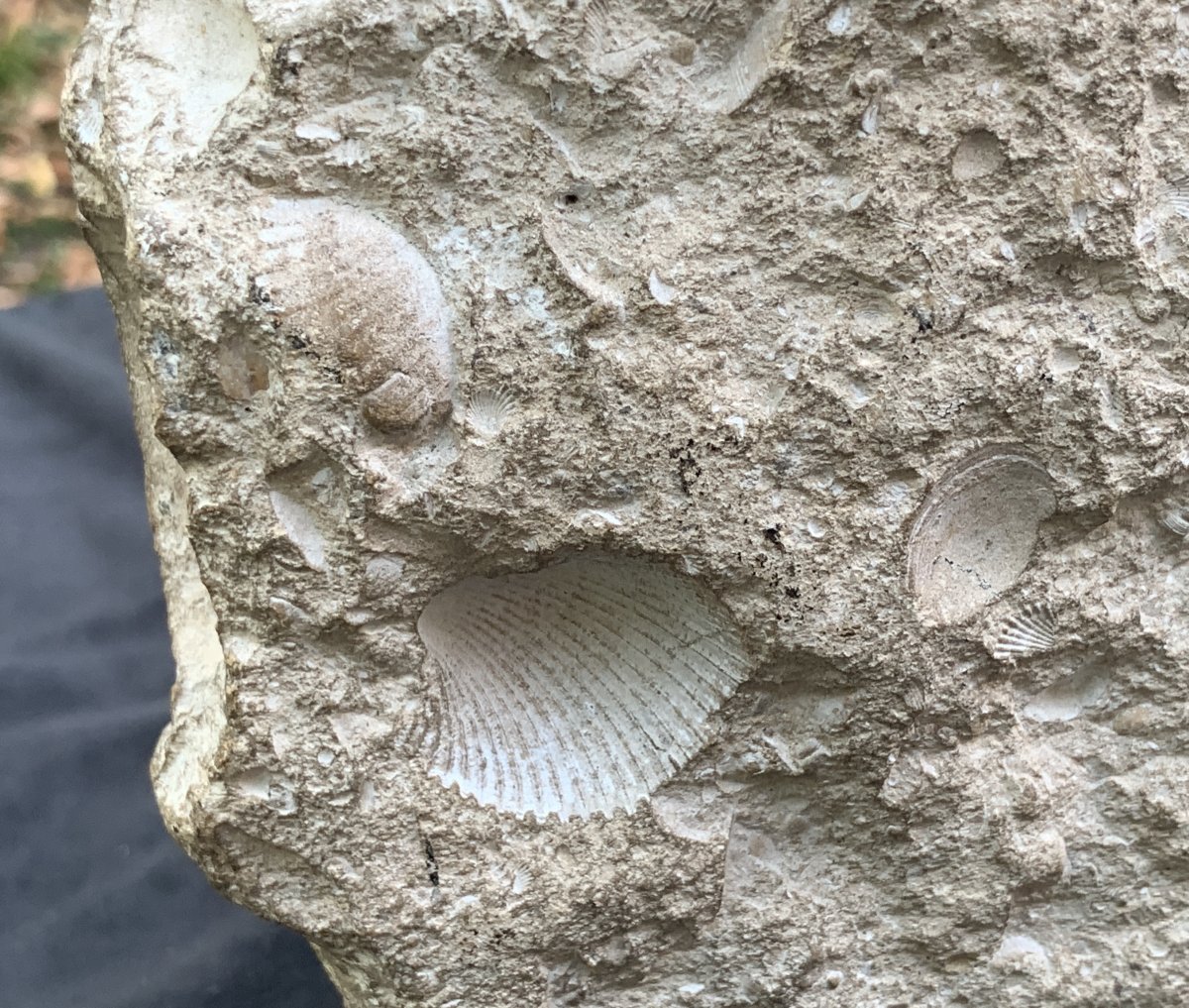 XIVe Tête pierre calcaire fossile sculpté grotesque avec entrave-photo-5