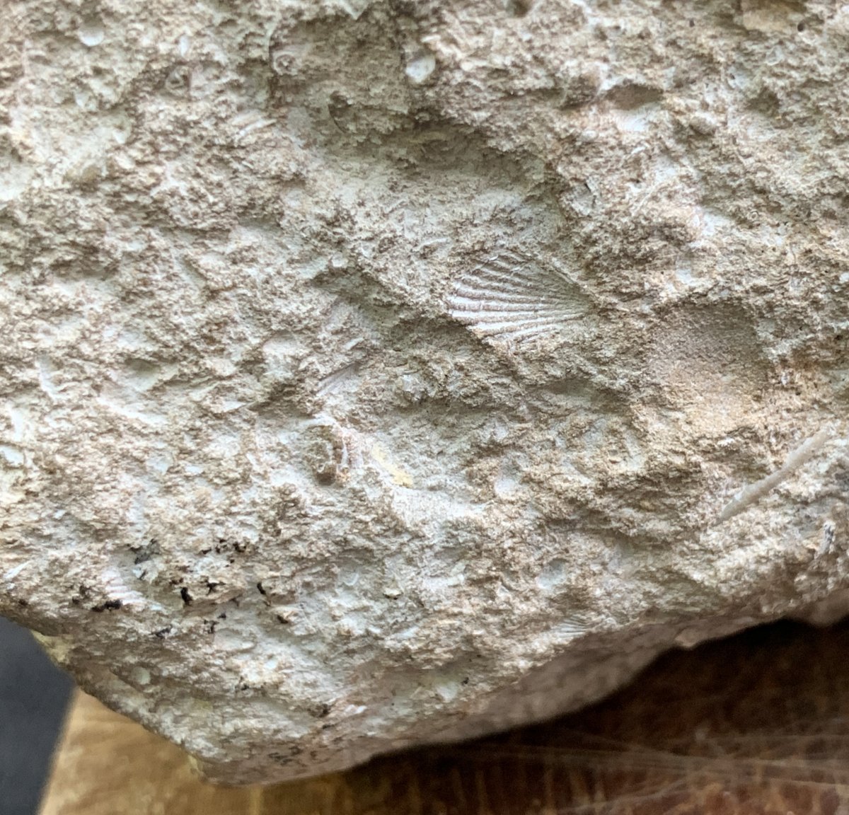 XIVe Tête pierre calcaire fossile sculpté grotesque avec entrave-photo-6