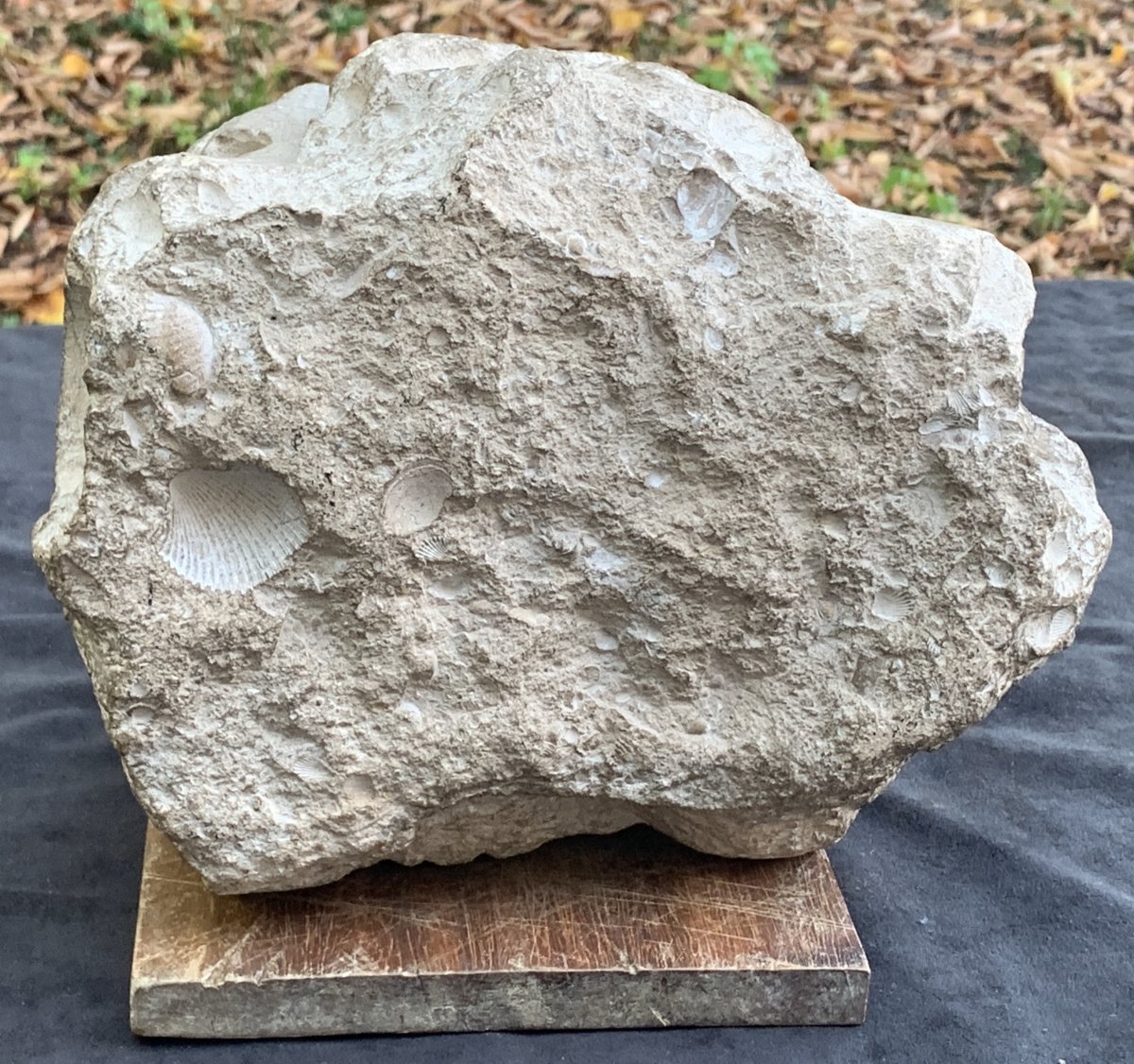 XIVe Tête pierre calcaire fossile sculpté grotesque avec entrave-photo-7