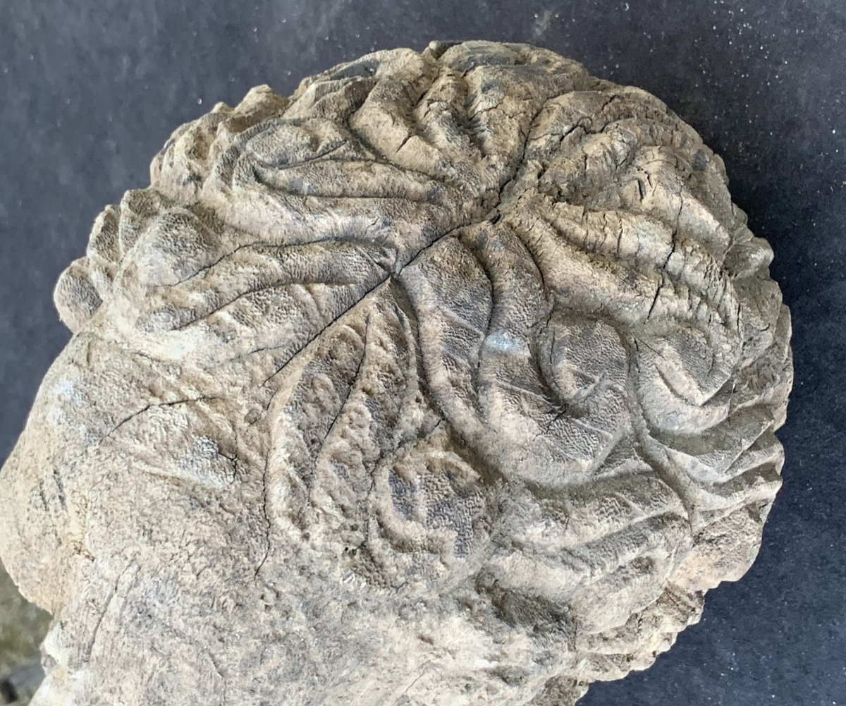 Wden Carved Head Nice Grey Patina, Roman Emperor ?-photo-2