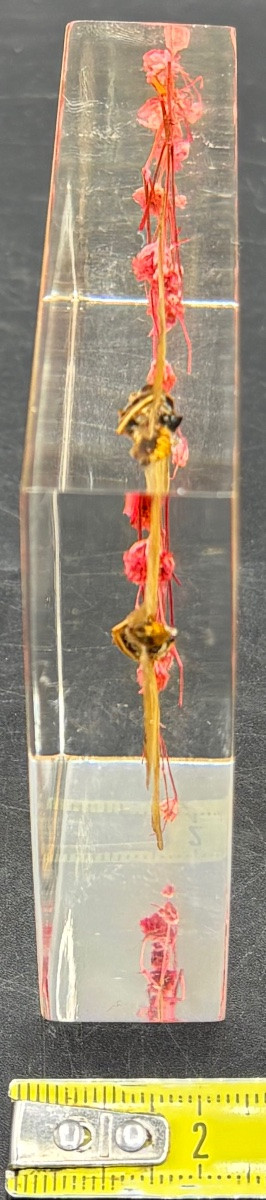 French Actuglass Paper Press From The 1960s/70s -photo-5