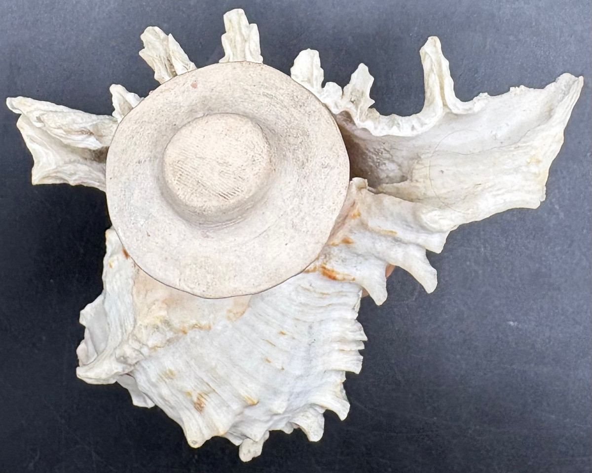 Terracotta Sculpture On A Shell, Circa 1900/20, By Collot Se-photo-3