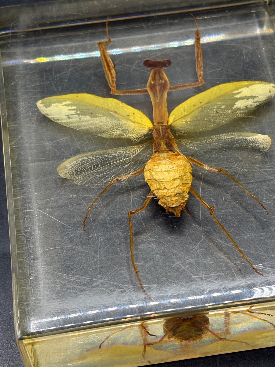 Paperweight With An Insect Embedded In Resin From The 1960s, French -photo-3