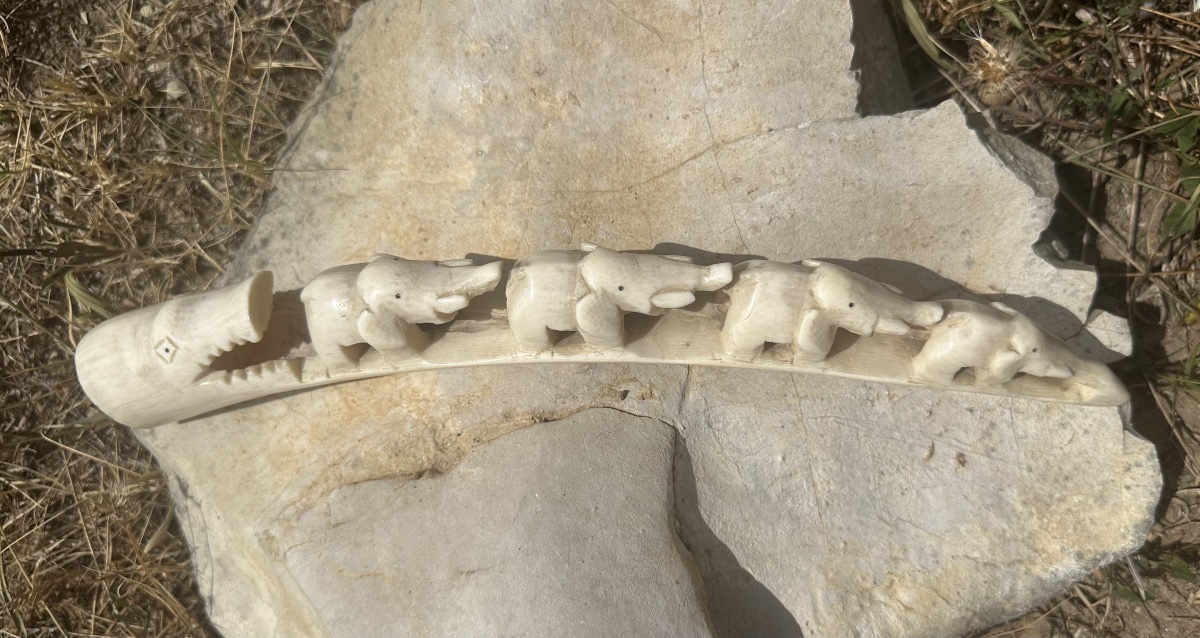 Carved African Elephant Tusk – Central Africa, Circa 1920–1930 – 33 Cm-photo-2