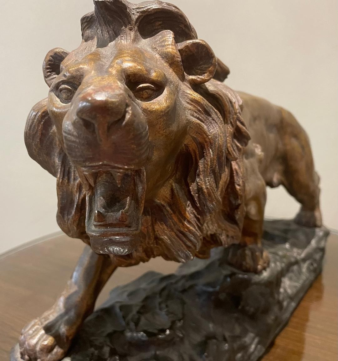Lion rugissant / JB DESCOMPS-photo-4