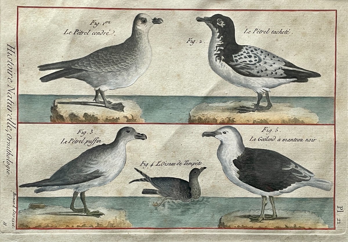 Jacques De Sève (1715-1795), Engraved By Louis Legrand (1723-1807), The Albatross, Enhanced Engraving-photo-2