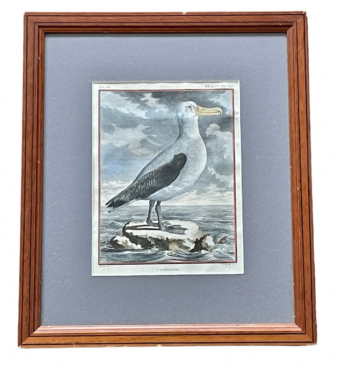 Jacques De Sève (1715-1795), Engraved By Louis Legrand (1723-1807), The Albatross, Enhanced Engraving