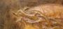 1823752-6aad09ce233ae.jpg