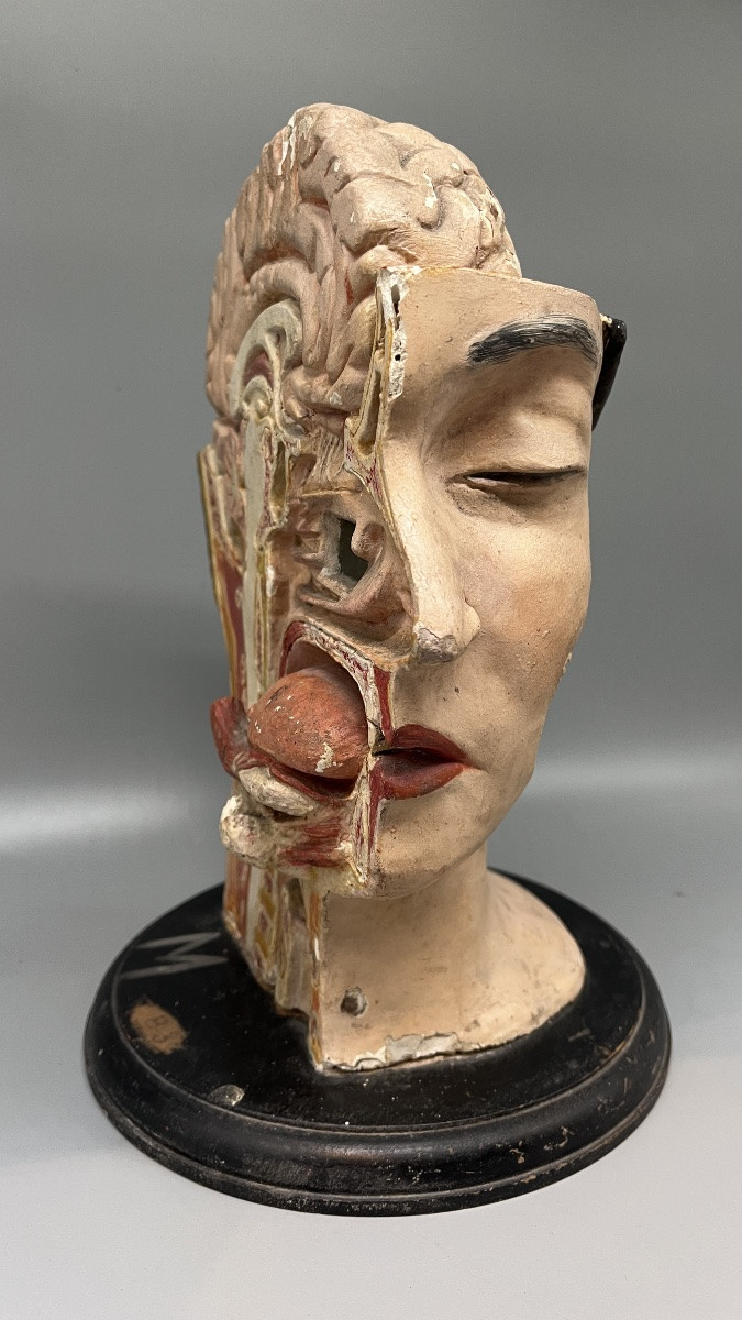 Dissected Anatomical Female Teaching Model, France, Second Half Of The 19th Century -photo-2