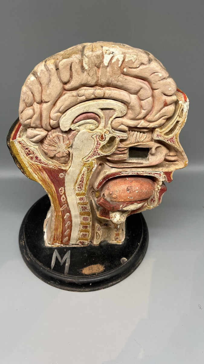 Dissected Anatomical Female Teaching Model, France, Second Half Of The 19th Century -photo-3