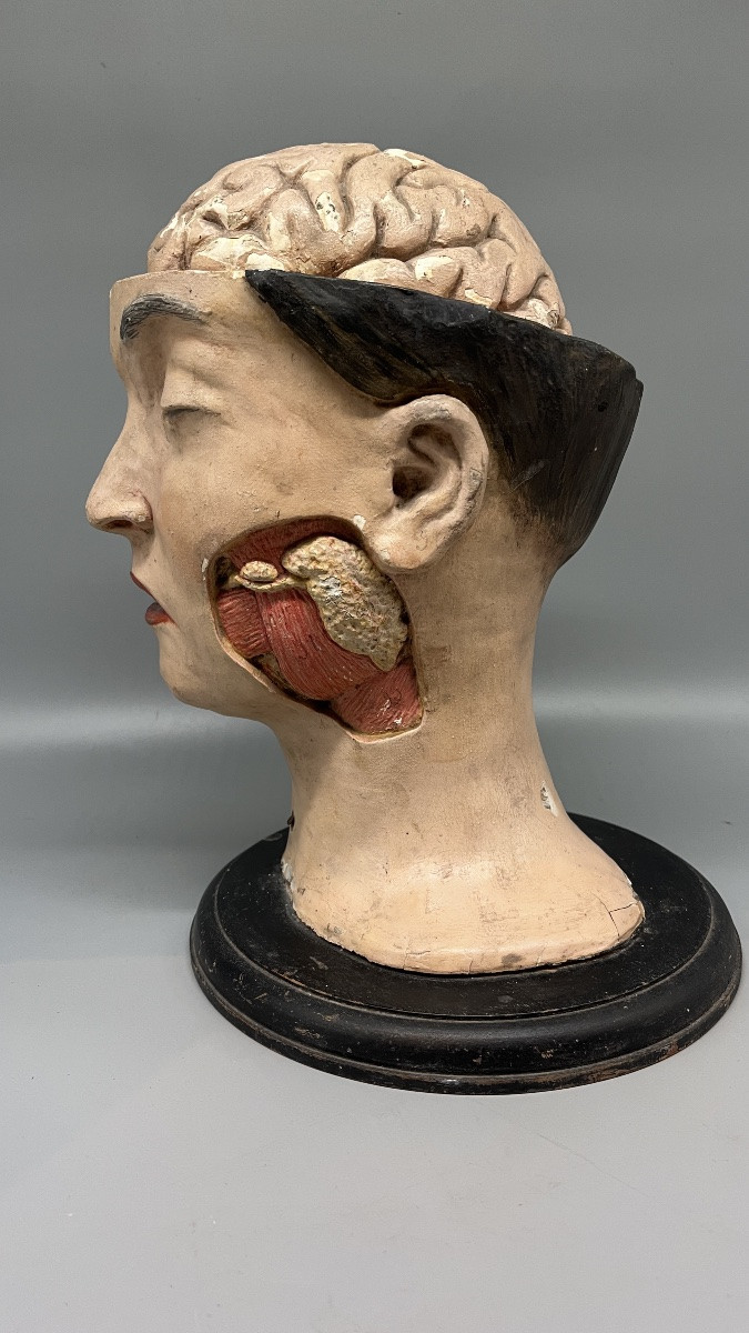 Dissected Anatomical Female Teaching Model, France, Second Half Of The 19th Century -photo-4