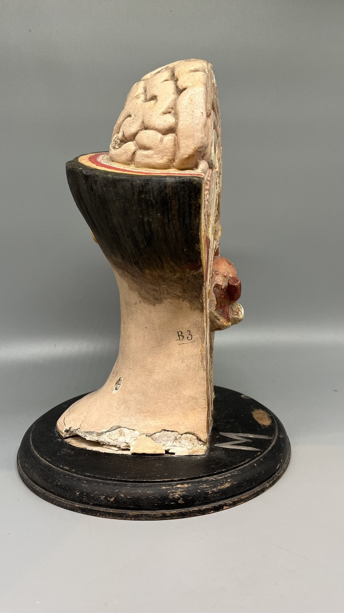 Dissected Anatomical Female Teaching Model, France, Second Half Of The 19th Century -photo-5