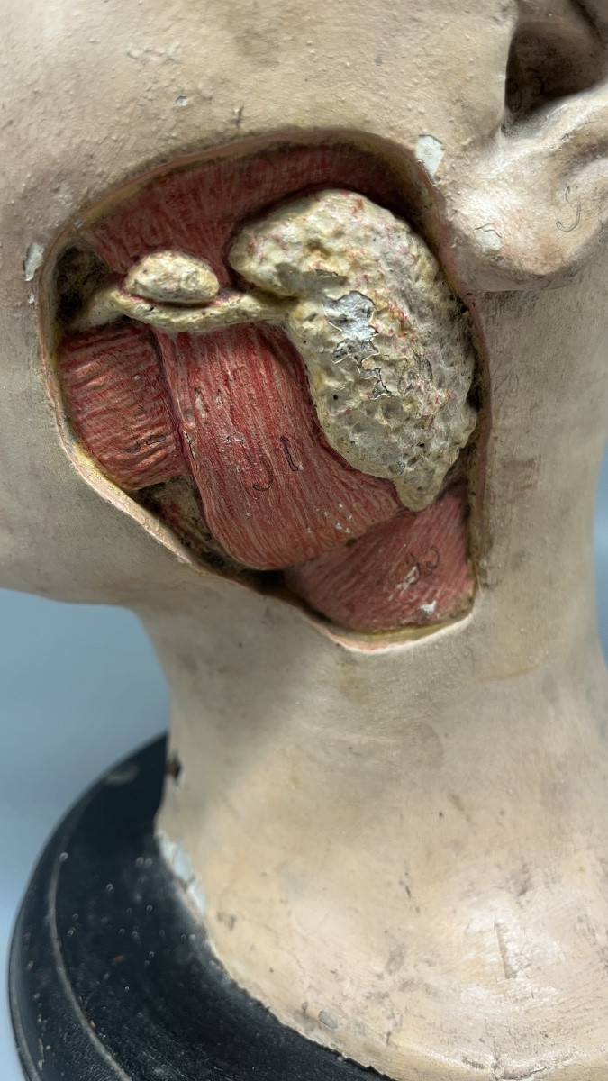 Dissected Anatomical Female Teaching Model, France, Second Half Of The 19th Century -photo-6