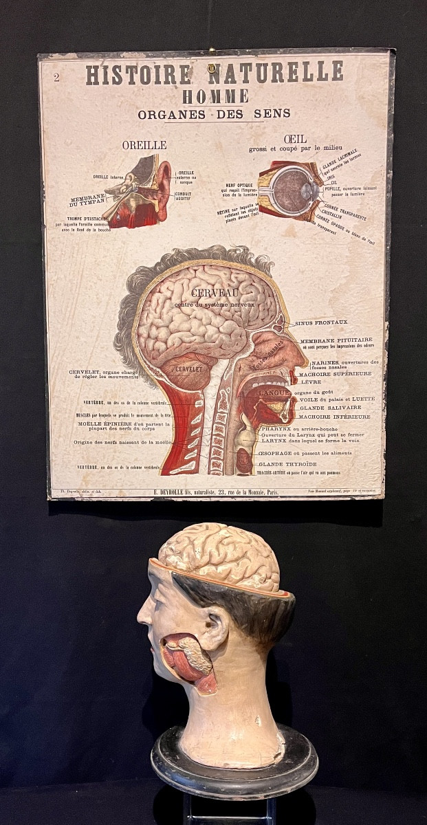 Dissected Anatomical Female Teaching Model, France, Second Half Of The 19th Century -photo-8